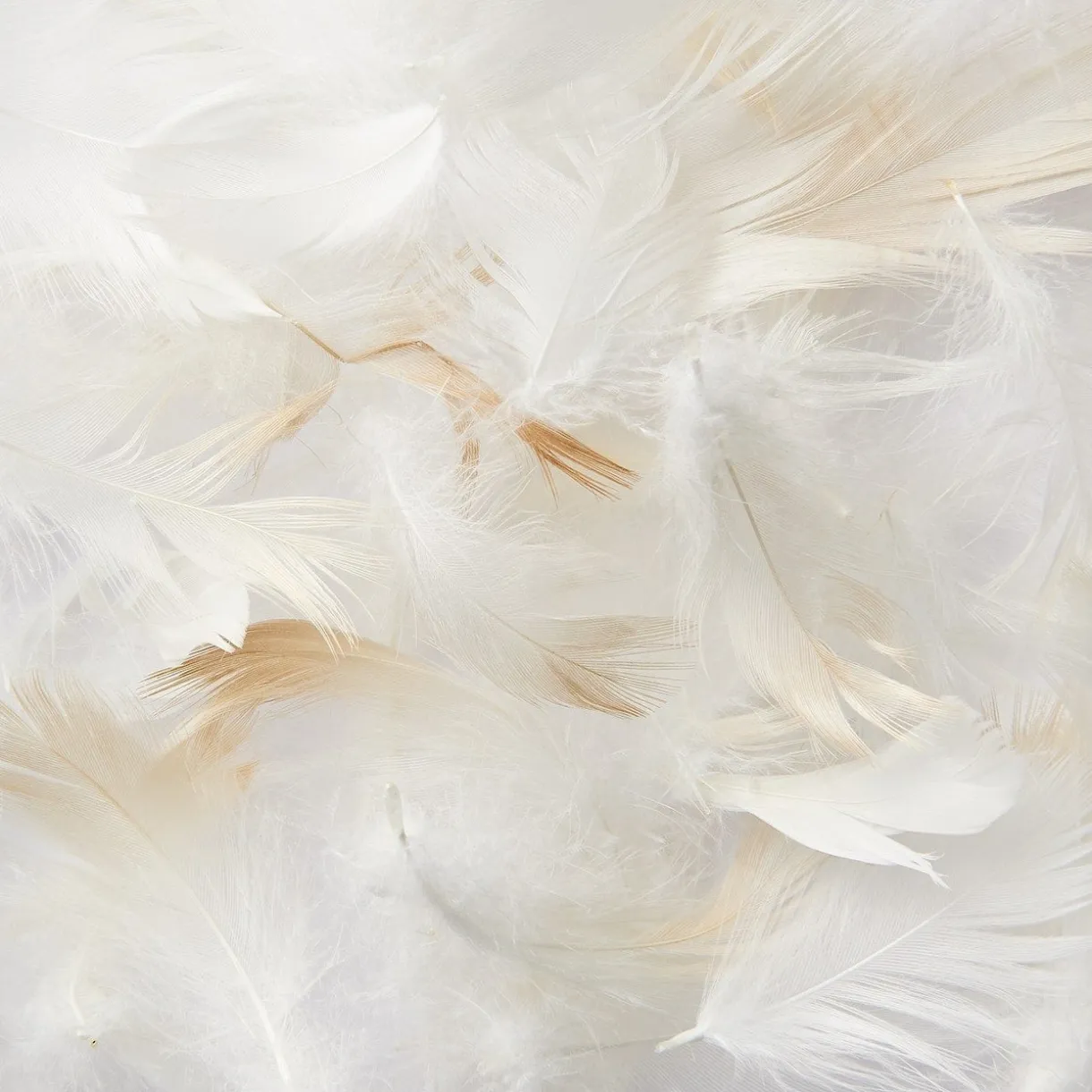 Coussin en Plumes 43 x 43 cm